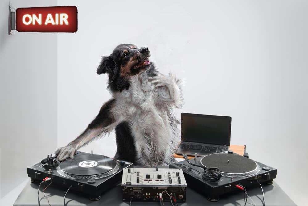 dj-collie-on-turntables