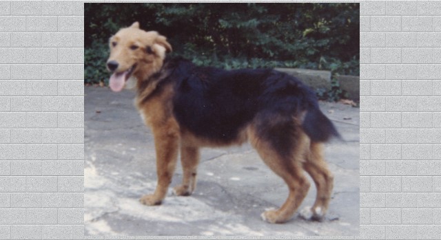 Pongo